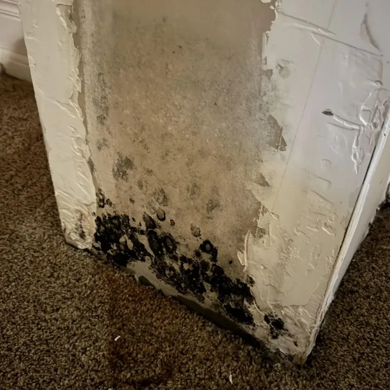 Professional Mold Removal in Arlington, GA
